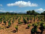 Pohled na vinice v centrální části ostrova Mallorca v okolí města Binissalem / Binissalem, Mallorca (Španělsko)