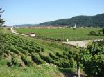 Pohled na vinařskou obec Unterloiben od viniční trati Höhereck / Oberloiben, Wachau (Rakousko)