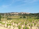 Krajina v okolí obce La Cadière d'Azur. V popředí je vidět zde tradiční samonosné pěstování révy, tzn. bez kůlů i drátů (franc. „la taille en gobelet“).