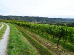 02: Viniční trať Irbling, na pozadí vinařská obec Schönberg am Kamp / Stiefern, Kamptal (Rakousko)
