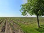 02: Viniční trať Prädium / Podersdorf am See, Neusiedlersee (Rakousko)