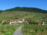 02: Viniční trať Hartberg (na pozadí) od viniční trati Burgberg / Spitz, Wachau (Rakousko)