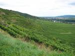 Pohled z viniční trati Loibenberg na viniční trať Steinertal (v pozadí uprostřed a vpravo) / Unterloiben, Wachau (Rakousko)