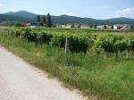 Vinařská obec Sooss / Thermenregion (Rakousko).