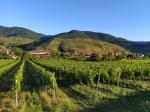 04: Viniční trať Mitterbirg, na pozadí vinařská obec Spitz a viniční trať 1000-Eimerberg / Oberarnsdorf, Wachau (Rakousko)