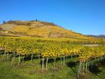 04: Viniční trať Kollmütz / Wösendorf in der Wachau, Wachau (Rakousko)