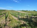 04: Viniční trať Rosenberg / Weiden am See, Neusiedlersee (Rakousko)