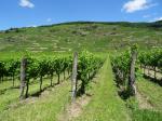 04: Viniční trať Loibenberg od viniční trati Hochstrasser / Unterloiben, Wachau (Rakousko)