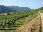 Viniční trať Pichlpoint, v pozadí vinařské obce Joching a Wösendorf in der Wachau / Joching, Wachau (Rakousko).