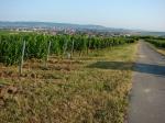 Pohled na městečko Deutschkreutz od viniční tratí Hochberg / Deutschkreutz, Mittelburgenland (Rakousko)