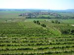 Pohled od viniční tratě Wieland přes vinařskou obec Brunn im Felde směrem k obci Grunddorf / Gedersdorf, Kremstal (Rakousko)