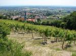 Vinařská obec Gumpoldskirchen od viniční tratě Wiege / Gumpoldskirchen, Thermenregion (Rakousko).