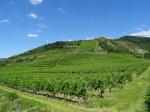 06: Viniční tratě Schütt (v popředí) a Höhereck (v pozadí) / Dürnstein, Wachau (Rakousko)