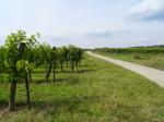 06: Viniční trať Strobl / Etsdorf am Kamp, Kamptal (Rakousko)