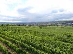Pohled na vinařskou obec Langenlois od viniční trati Schenkenbichl / Langenlois, Kamptal (Rakousko)