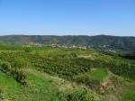 07: Viniční trať Bernthal, na pozadí vinařská obec Schönberg am Kamp / Schönberg am Kamp, Kamptal (Rakousko)