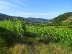 08: Viniční trať Poigen / Mitterarnsdorf, Wachau (Rakousko)