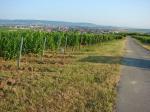 Vinařská obec Deutschkreutz od viničních tratí Hochberg (vlevo) a Mitterberg (vpravo) / Deutschkreutz, Mittelburgenland (Rakousko)