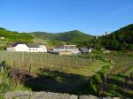 09: Weingut Strawanzer Donabaum, na pozadí zřícenina hradu Hinterhaus / Spitz, Wachau (Rakousko)