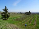 10: Viniční trať Schönkirchen, na pozadí vinařská obec Pfaffstätten / Pfaffstätten, Thermenregion (Rakousko)