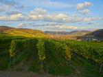 10: Pohled od viniční trati Pichl Point směrem na vinařskou obec Weißenkirchen in der Wachau / Joching, Wachau (Rakousko)