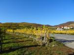 10: Viniční trať Vorderseiber (na pozadí) od viniční trati Ritzling / Weißenkirchen in der Wachau, Wachau (Rakousko)