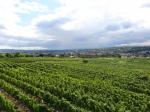 11: Pohled na největší rakouskou vinařskou obec Langenlois od viniční trati Schenkenbichl / Langenlois, Kamptal (Rakousko)