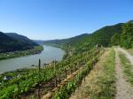 12: Viniční trať 1000-Eimerberg, na pozadí zřícenina hradu Hinterhaus / Spitz, Wachau (Rakousko)