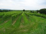 12: Viniční trať Fuchsenrand / Oberndorf am Gebirge, Traisental (Rakousko)