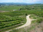 13: Pohled od viniční trati Mosburgerin na viniční trať Steingraben / Gedersdorf, Kremstal (Rakousko)