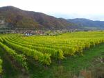 14: Pohled na vinařskou obec Joching od viniční trati Pichl Point / Joching, Wachau (Rakousko)
