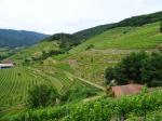 14: Viniční tratě Offenberg (v popředí) a Vogelleithen (v pozadí) / Spitz, Wachau (Rakousko)