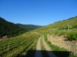 14: Viniční trať Setzberg / Spitz, Wachau (Rakousko)