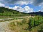 14: Viniční trať Setzberg / Spitz, Wachau (Rakousko)