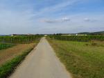 16: Pohled na vinařskou obec Engabrunn od viniční trati Wohra / Engabrunn, Kamptal (Rakousko)