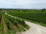 16: Pohled na vinařskou obec Gols od viniční trati Salzberg, na pozadí jezero Neusiedlersee / Gols, Neusiedlersee (Rakousko)