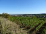 16: Viniční trať Steinhaus, na pozadí vinařská obec Langenlois / Langenlois, Kamptal (Rakousko)
