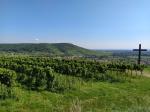 16: Viniční trať Kogelberg, na pozadí vinařská obec Zöbing a viniční trať Heiligenstein / Zöbing, Kamptal (Rakousko)