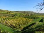 Pohled na viniční trať Gebling od viniční trati Frechau / Krems, Kremstal (Rakousko)