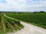 18: Pohled na Gols od viniční trati Salzberg / Gols, Burgenland (Rakousko)