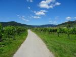 18: Viniční trať Klostersatz, na pozadí vinařská obec Dürnstein / Oberloiben, Wachau (Rakousko)