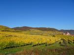 18: Viniční trať Steinriegl / Weißenkirchen in der Wachau, Wachau (Rakousko)