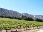 Vinice na úpatí pohoří Alpilles v apelaci Les Baux de Provence AOC