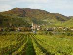 Vinice ve vinařské podoblasti Wachau (vinařská oblast Weinland)