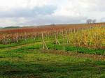 Podzimní pohled na viniční trať Frédy.