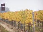 Firemní vinohrady (podzim 2004) - Vinné sklepy Lechovice a.s.