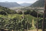 Vinařská oblast Ticino.