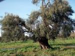 Olivový háj.