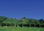 Vinice v okolí obce Deutschlandsberg (vinařská podoblast Weststeiermark)