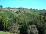 Vinice v okolí obce Stainz (vinařská podoblast Weststeiermark)